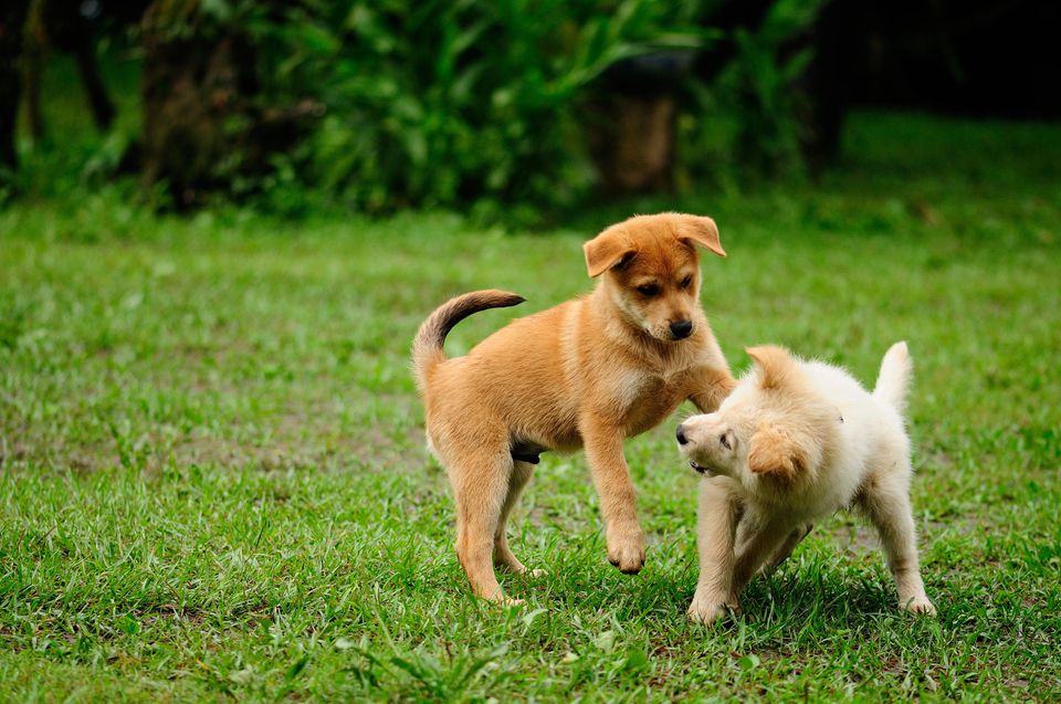 Puppy Play – Is it normal for puppies to play rough?